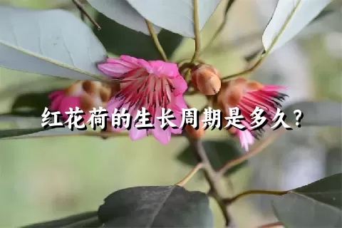 红花荷的生长周期是多久？