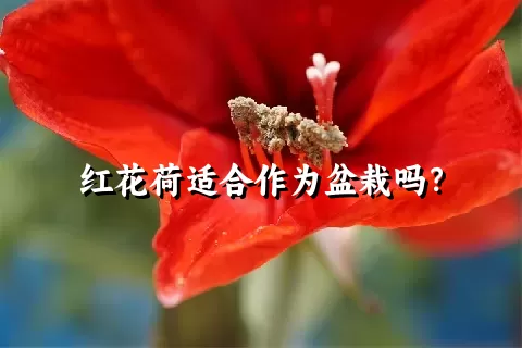 红花荷适合作为盆栽吗？