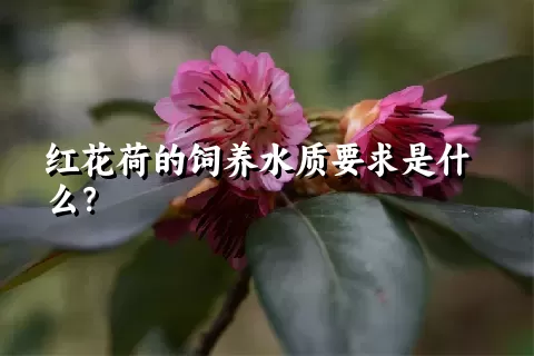 红花荷的饲养水质要求是什么？