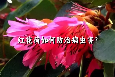 红花荷如何防治病虫害？