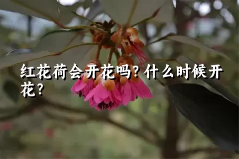 红花荷会开花吗？什么时候开花？