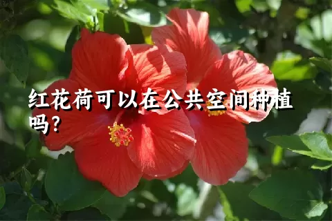 红花荷可以在公共空间种植吗？