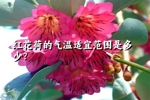 红花荷的气温适宜范围是多少？