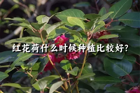 红花荷什么时候种植比较好？