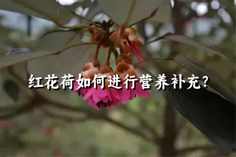 红花荷如何进行营养补充？