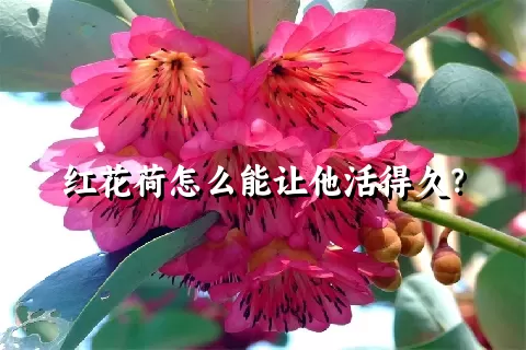 红花荷怎么能让他活得久？