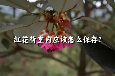 红花荷室内应该怎么保存？