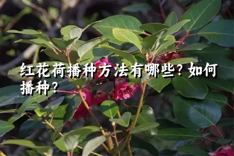 红花荷播种方法有哪些？如何播种？