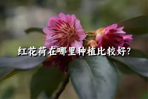 红花荷在哪里种植比较好？