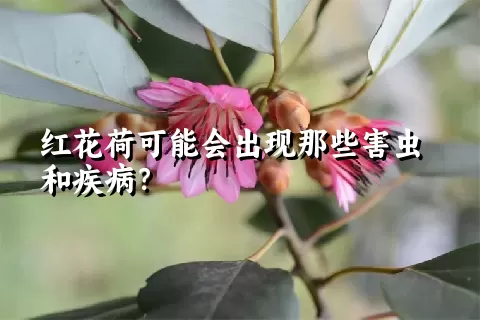 红花荷可能会出现那些害虫和疾病？