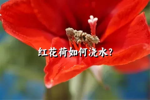 红花荷如何浇水？