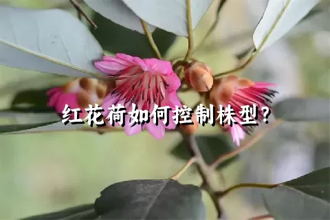 红花荷如何控制株型？