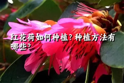 红花荷如何种植？种植方法有哪些？