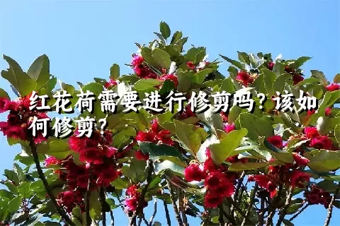 红花荷需要进行修剪吗？该如何修剪？