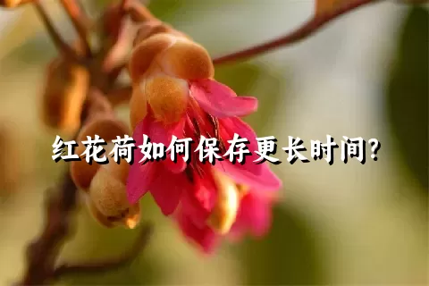 红花荷如何保存更长时间？