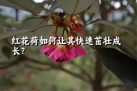 红花荷如何让其快速茁壮成长？