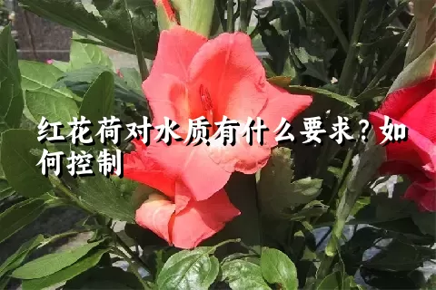 红花荷对水质有什么要求？如何控制