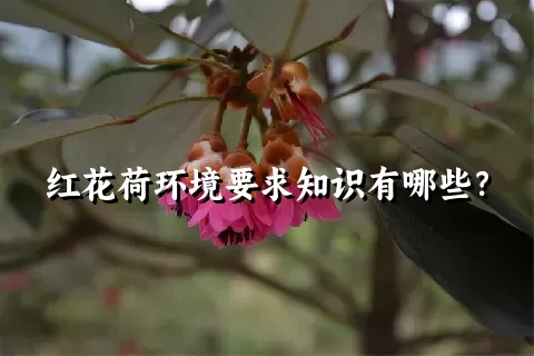 红花荷环境要求知识有哪些？