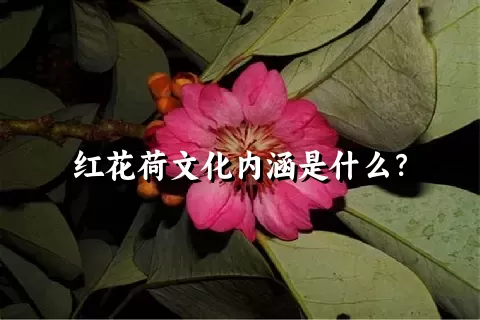 红花荷文化内涵是什么？