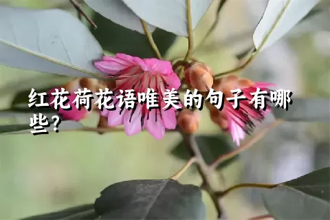 红花荷花语唯美的句子有哪些？