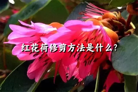 红花荷修剪方法是什么？