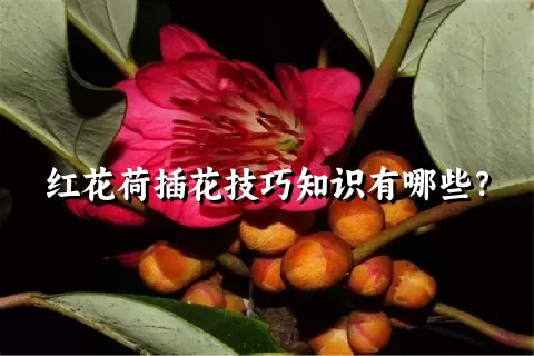 红花荷插花技巧知识有哪些？