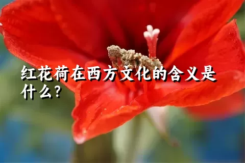 红花荷在西方文化的含义是什么？