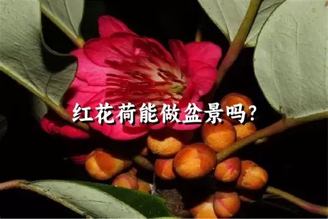 红花荷能做盆景吗？