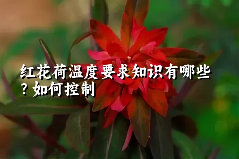 红花荷温度要求知识有哪些？如何控制