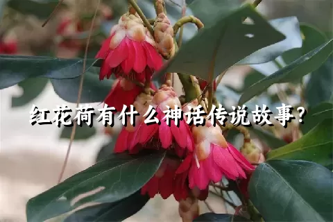 红花荷有什么神话传说故事？