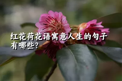 红花荷花语寓意人生的句子有哪些？