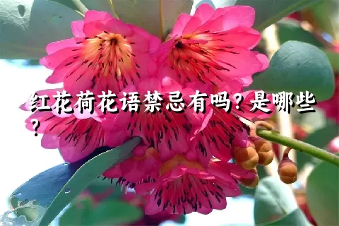 红花荷花语禁忌有吗？是哪些？