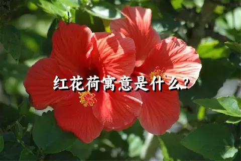 红花荷寓意是什么？