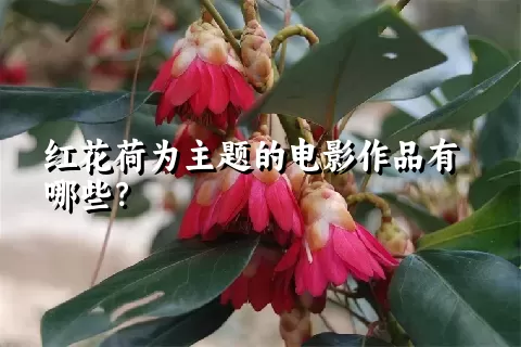 红花荷为主题的电影作品有哪些？