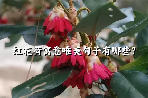 红花荷寓意唯美句子有哪些？