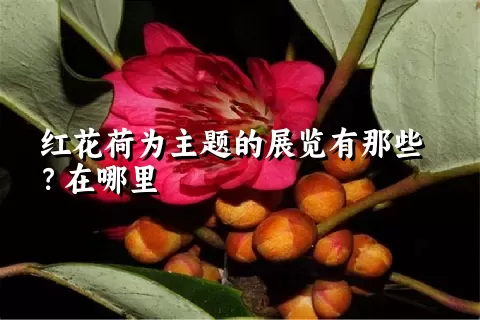 红花荷为主题的展览有那些？在哪里