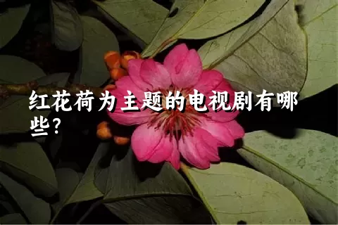 红花荷为主题的电视剧有哪些？