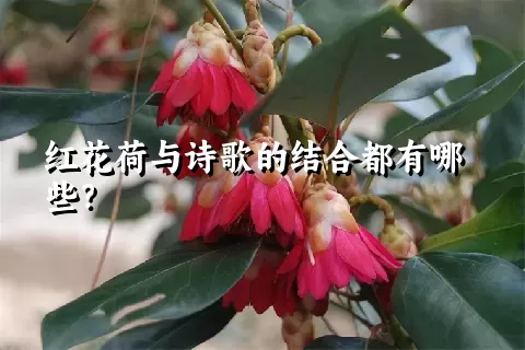 红花荷与诗歌的结合都有哪些？