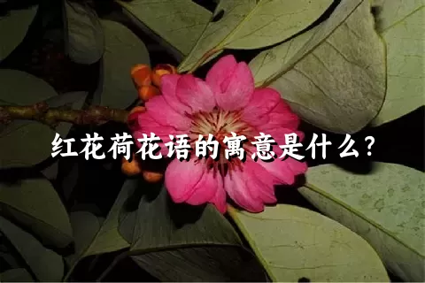 红花荷花语的寓意是什么？