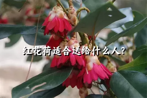 红花荷适合送给什么人？