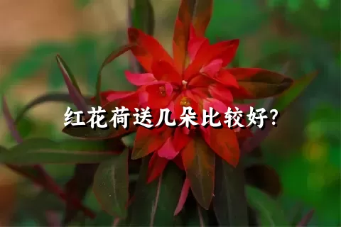 红花荷送几朵比较好？