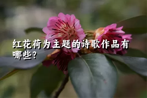 红花荷为主题的诗歌作品有哪些？