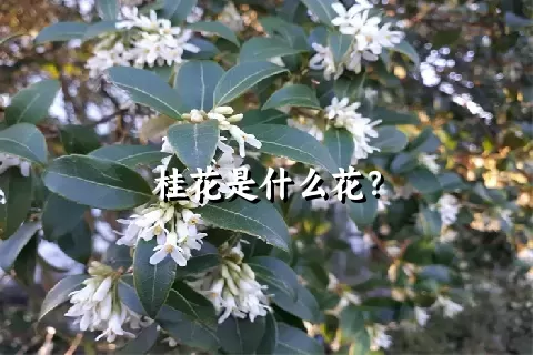 桂花是什么花？