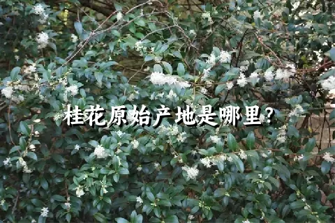 桂花原始产地是哪里？