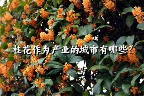 桂花作为产业的城市有哪些？