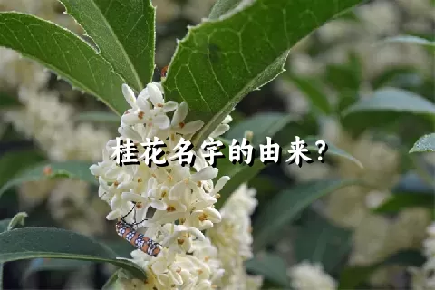 桂花名字的由来？