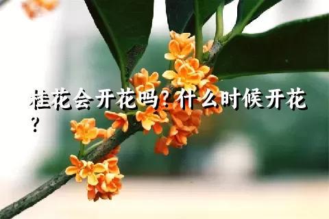 桂花会开花吗？什么时候开花？