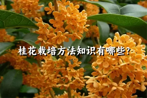 桂花栽培方法知识有哪些？