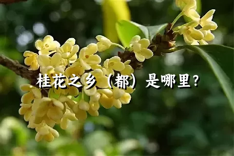 桂花之乡（都）是哪里？