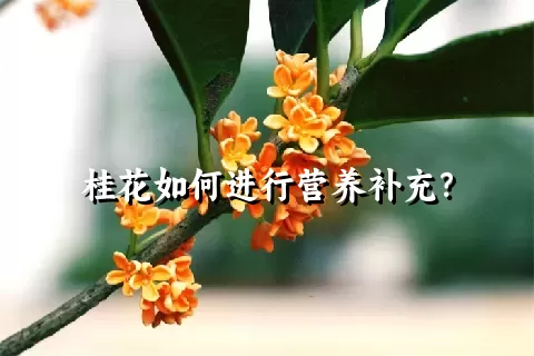 桂花如何进行营养补充？